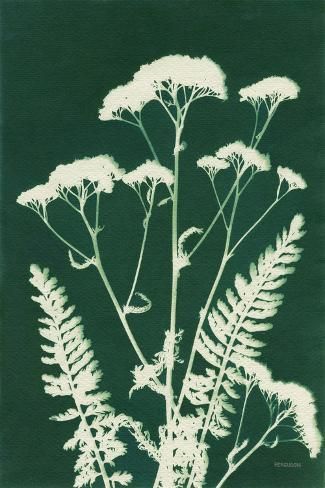 size: 18x12in Art Print: Alpine Flower I Green by Kathy Ferguson : Diy Bleach, Fern Art, Fern Prints, Cyanotype Process, Alpine Flowers, Alien Aesthetic, Green Art Print, Green Wall Art, Art Portfolio