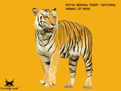 The Royal Bengal Tiger - The national animal of India. National Animal Of India, Nursery School Activities, Royal Bengal Tiger, Lotus Flower Pictures, National Animal, Photoshop Tutorial Design, National Symbols, Bengal Tiger, Board Decoration