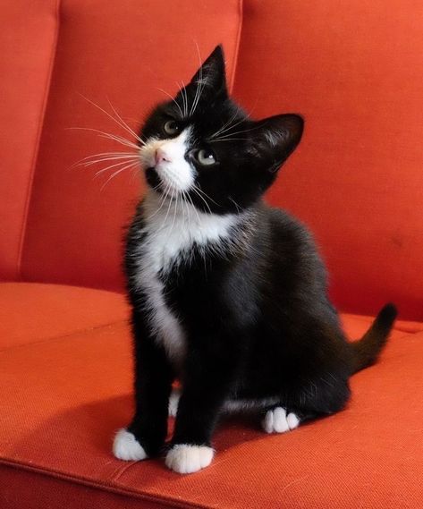 Tuxedo Kittens Black White, Black White Kitten, Fluffy Black And White Kitten, Black Cat White Paws, Black And White Cats Aesthetic, Black Cat With White Paws, Cat Korean, Embroidery Black And White, White Cat Ears