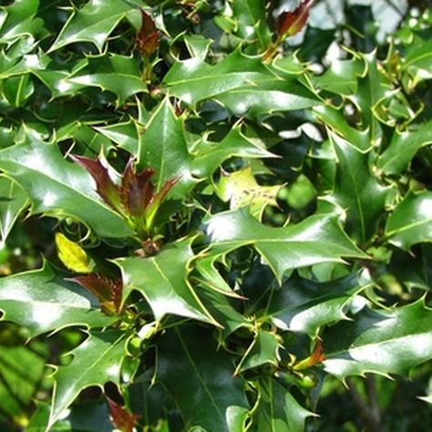 Easily recognizable, holly bushes are known for their pointy leaves and red berries. How To Prune Holly Bushes, Trimming Holly Bushes, Pruning Holly Bushes, Holly Shrubs Landscaping, Holly Bushes In Landscaping, Overgrown Yard, Barn Landscaping, Garden Bushes, Holly Shrub