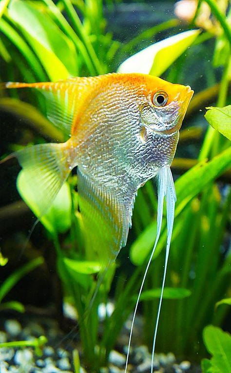 Goldfish Art, Social Media Specialist, Scary Houses, Fishing Photos, Underwater Animals, Digital Marketing Seo, Beautiful Sea Creatures, Marine Fish, Cute Fish