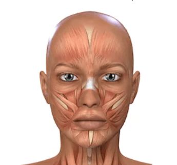 Face Exercising: How To Do Face Lift Exercises To Tighten Your Skin Tighten Face Skin, What Causes Wrinkles, Face Lift Exercises, Sagging Cheeks, Mouth Wrinkles, Muscles Of The Face, Face Tightening, Face Yoga Exercises, Skin Tightening Face