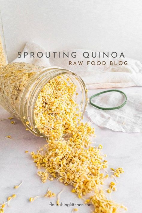 How to Sprout Quinoa (Quick, Easy) | raw food recipes Sprouting Chia Seeds, Growing Quinoa, Sprouting Quinoa, Quinoa Seeds, What Is Healthy Food, Growing Sprouts, Vegetarian Quinoa, Sprouted Grains, Fast Metabolism Diet