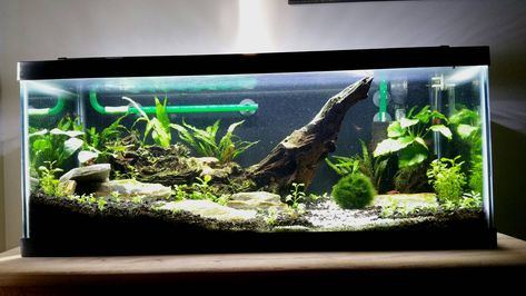 20 Long Planted Tank, Aquascape 20 Gallon, 20 Long Aquascape, 20 Gallon Long Aquarium Ideas, 20 Gallon Long Aquascape, 20 Gallon Aquascape, 20 Gallon Fish Tank Ideas, Aquarium Themes, 20 Gallon Long Aquarium