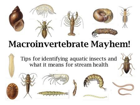 Tips for identifying aquatic insects and what it means for stream health Macroinvertebrate Mayhem! Macroinvertebrate Activity, Homeschool Goals, Insects For Kids, Pond Crafts, Outdoor Science, Pond Dipping, Insect Identification, Biological Science, Parasitic Worms