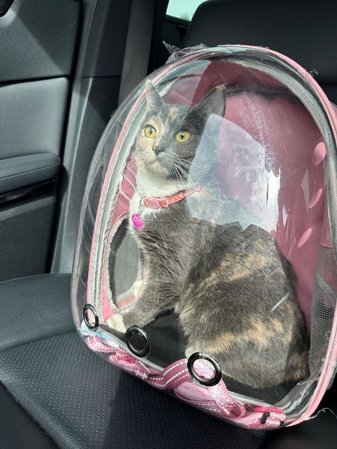 Pink cat backpack. Carrying bag for cat. Cute cat. Unique cat. Travel cat. Cat in car Cat Backpack Aesthetic, Cat In Backpack, Clear Backpack, Aesthetic Backpack, Cat Backpack, Pretty Cars, Silly Cats, Kittens, Backpacks