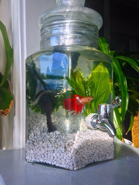 Fish Bowls Ideas, Betta Fish Bowl Ideas, Pet Fish Bowl, Fish Bowl Ideas, Betta Fish Tank Ideas, Betta Fish Bowl, Fish Tank Ideas, Fish Tank Themes, Glass Fish Tanks