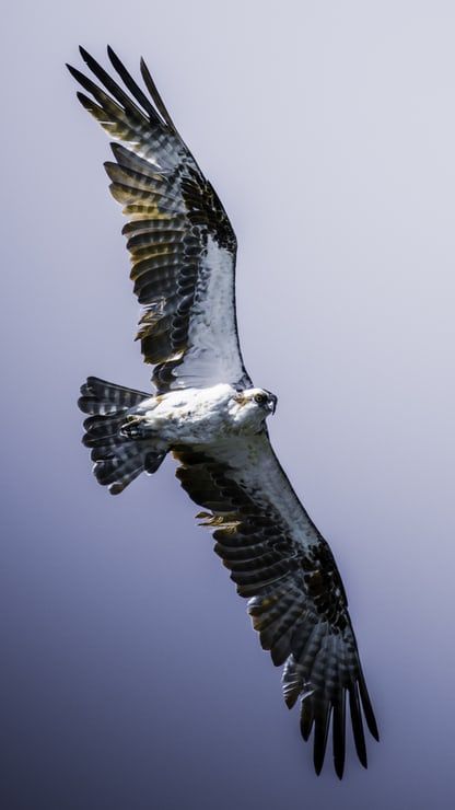 Osprey Bird, Eagle Painting, Animal Guides, Herons, Bird Photo, Hell Yeah, Birds Flying, Birds Of Prey, Spirit Animal