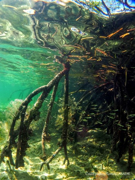 Mangrove Aesthetic, Mangrove Painting, Mangrove Inspired Architecture, Mangrove Aquarium, Red Mangrove, Mangrove Underwater, Mangrove Ecosystem, Biotope Aquarium, Mangrove Swamp