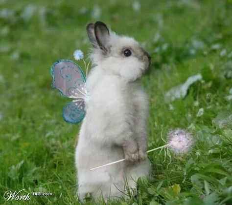 An angel with wings (bunny) how cute is this?  Happy 1st day of Spring!  Missing you mom everyday !! Fluffy Bunny, Bunny Pictures, Fairy Land, Pixie Dust, White Rabbit, The Grass, Cute Bunny, Animals Friends, Cute Pictures