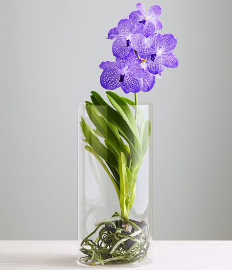 Water Culture Orchids, Orchids In Water, Orchid Varieties, Orchid Seeds, Plante Carnivore, Vanda Orchids, Types Of Orchids, Growing Orchids, Orchid Arrangements