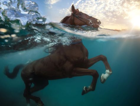 Hooves in the Water: Swimming Pigs and Diving Horses - The Atlantic Horses Swimming, Horse Land, Colorful Skies, Swimming Pigs, White Pictures, Baby Horses, Friesian Horse, Dressage Horses, Cutest Animals