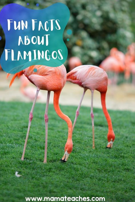 Flamingo Games, Flamingo Habitat Project, Flamingo Facts, Flamingo Projects, Flamingo Coloring Page, Let's Flamingle, Habitats Projects, Wade In The Water, Flamingo Themed Party