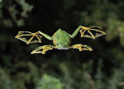 What a flying frog looks like flying through the air. Flying Frog, Frosch Illustration, Funny Frogs, Green Frog, Frog And Toad, Tree Frogs, Reptiles And Amphibians, Cute Frogs, Nature Animals