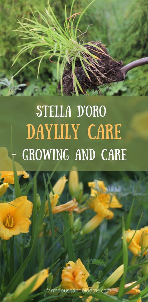 two pictures, one of Stella d'oro on a shovel being planted, and one of Stella d'oro in the garden Daylilies, How To Grow, Planting, Landscape Design, To Grow, Flowers, Design, Landscape Designs