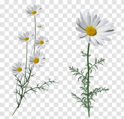 Gauze Net Flower Png, Flowers Png For Editing, White Flower Png, Flower Png Transparent, Daisy Garland, Oxeye Daisy, Daisy Image, Flowers Transparent, Png Images For Editing