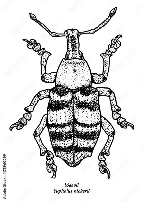 Insect Line Art, Weevil Drawing, Insect Art, Back Pieces, Drawing Easy, Book Ideas, Easy Drawings, Bugs, Line Art