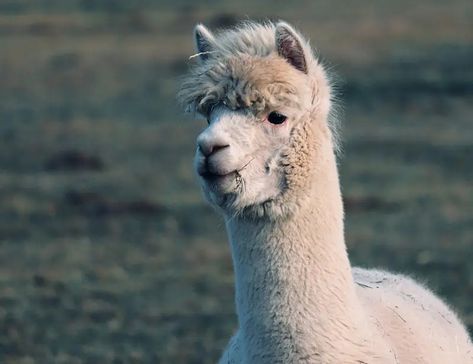 🦙 Get up close with these adorable, unique animals - alpacas! Discover their distinct qualities, from their habitat to their diet 🌾, and uncover their intriguing behaviors. You won't believe the fun, unique facts we have in store for you about these lovable creatures 🌍. Ready to meet your new favorite animal? #Alpacas #AnimalFacts #Outdoors #Wildlife #NatureLove Stomach Digestive System, Alpaca Facts, Aggressive Animals, Unique Facts, Therapy Animals, Alpaca Fiber, Favorite Animal, Animal Facts, Gentle Giant