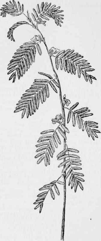 Mimosa Plant Tattoo, Sensitive Plant Tattoo, Mimosa Pudica Tattoo, Mimosa Plant, Mimosa Pudica, Mimosa Tree, Sensitive Plant, Plant Tattoo, Flower Guide