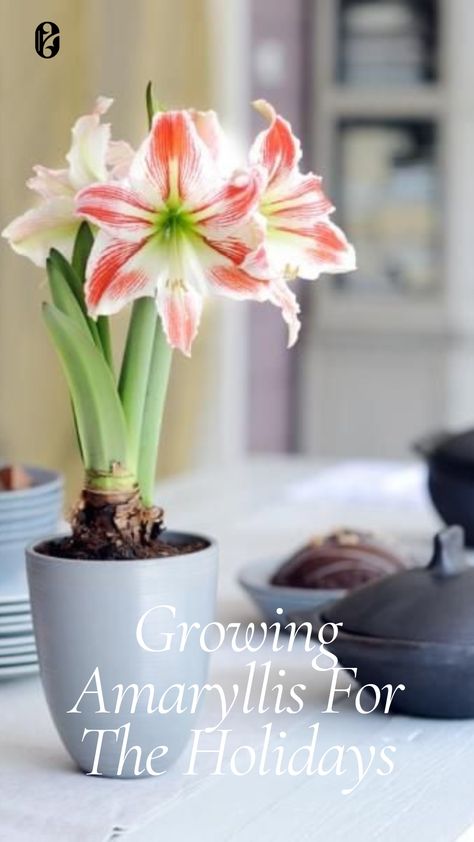 Planting and growing amaryllis to flower for the holidays. For beautiful Christmas flowers, choose a South African amaryllis bulb. Plant it in a slightly larger pot with good drainage. Bury the bulb, leaving the top third above the soil. Water well and keep in a warm spot. Remember to rotate the pot daily to keep the stem straight. Amaryllis Care, Amaryllis Christmas, Amaryllis Plant, Stunning Flowers, Amaryllis Flowers, Amaryllis Bulbs, Easy Care Plants, Plant Guide, Succulent Care