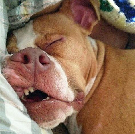 50+ Wholesome Pictures Of Sleepy Animals Dozing Off Into A Deep Slumber While Simultaneously Looking Adorable Teach Dog Tricks, Memes Dog, Sleepy Animals, Pitbull Puppy, Pitbull Mom, Funny Dog Pictures, Dog Boarding, Pitbull Dog, Dog Face