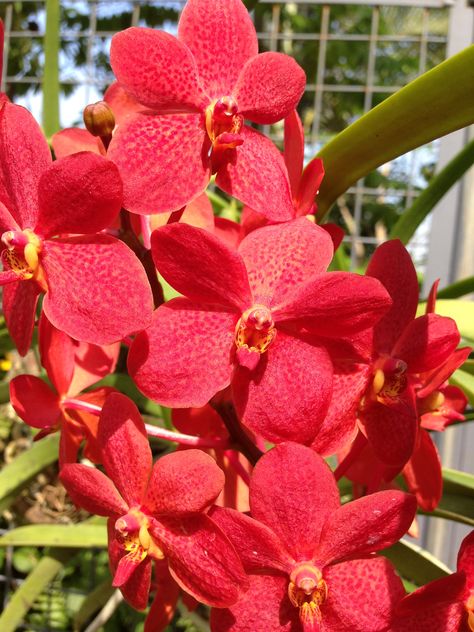 Mokara Red Orchid Red Orchid, Dendrobium Orchid, Red Orchids, Vanda Orchids, Dendrobium Orchids, Orchid Flower, Flower Garden, Orchids, Plants