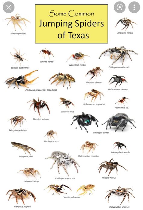 Types Of Jumping Spiders, Jumping Spider Species, Regal Jumping Spider Enclosure, Jumping Spider Pet, Spider Identification Chart, Spider Identification, Jumping Spider Enclosure, Spider Fact, Spider Enclosure