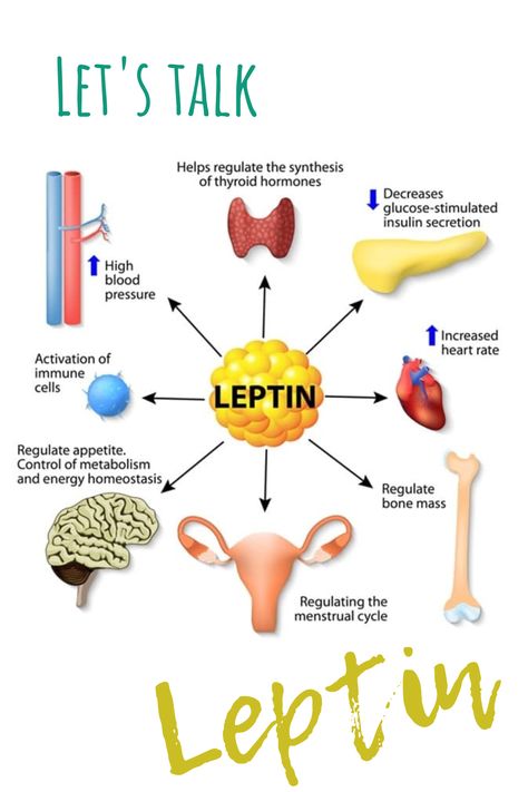 Leptin Resistance Diet, Diet For Heart Health, Leptin Diet, Foods For Heart Health, Leptin Resistance, Control Cravings, Increase Heart Rate, Natural Glowing Skin, Stomach Problems