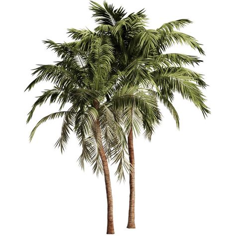 Palm Tree Set17 Tree Elevation Architecture Photoshop, Architecture Tree Png, Tree Psd, Palm Tree Digital Art, Autocad Revit, Palm Tree Png Photoshop, Outdoor Technology, Paving Texture, Decorative Plaster