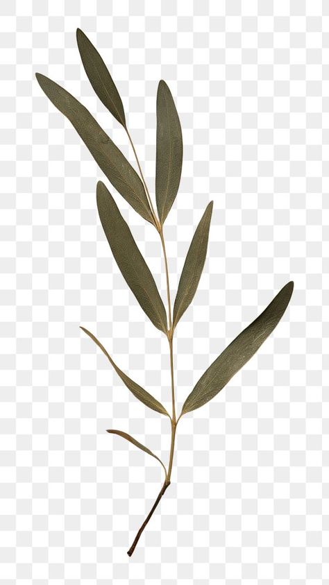 Olive Tree Branch, Olive Plant, Flower Vintage, Olive Leaf, Tree Leaves, Flower Plant, Olive Tree, Olive Branch, Tree Branch