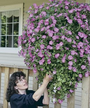 tips for beautiful hanging baskets Vertikal Garden, Diy Garden Landscaping, Garden Containers, Unique Gardens, Hanging Basket, Lawn And Garden, Outdoor Plants, Hanging Baskets, Dream Garden