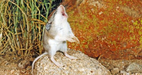 Grasshopper Mouse, Animal Line Drawings, Mouse Photos, Animal Magnetism, Awesome Animals, Central Valley, Cat Behavior, Pet Life, Zoology