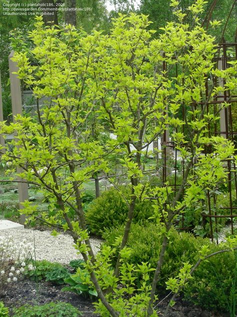 cornus mas   spring Cornus Sanguinea, Ornamental Shrubs, Cornus Mas, Soft Landscape, Chicken Garden, Plant List, Kew Gardens, Wholesale Flowers, Bulb Flowers