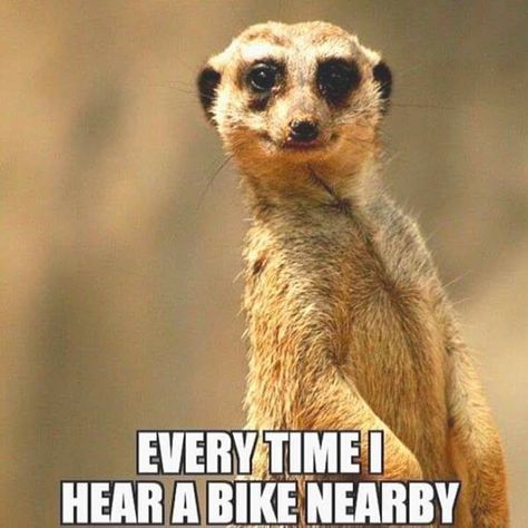 Dirt Bike Quotes, Bike Humor, Motorcycle Memes, Schwinn Stingray, Motorcycle Humor, Powered Bicycle, Motorised Bike, Bike Quotes, Hors Route