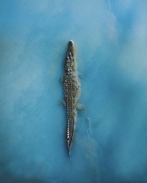 Crocodile Tattoo, Costa Rica Wildlife, Wild Animal Wallpaper, Saltwater Crocodile, Costa Rica Travel, Crocodiles, Drone Photography, Animal Planet, Wildlife Photography