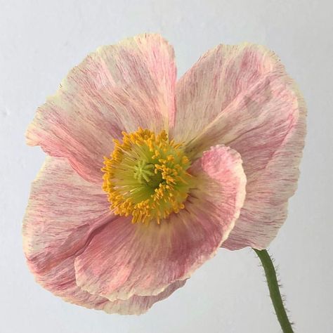 Muted Palette, Dorm Art, Plants Are Friends, Still Life Flowers, Flower Photography, Nature Garden, Beautiful House, Jolie Photo, Poppy Flower