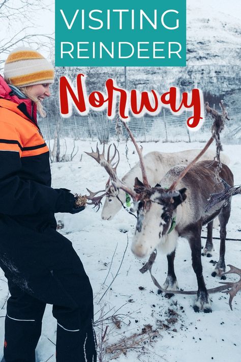 Reindeer sledding and feeding reindeer in Tromsø, Norway Feeding Reindeer, Norway Reindeer, Things To Do In Norway, Real Reindeer, Tromsø Norway, Sled Ride, Tromso Norway, Arctic Landscape, Dog Cuddles