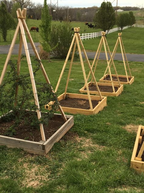 Berry tee-pees! For blackberries, boysenberries, etc Blackberry Trellis, Grape Trellis, Growing Raspberries, Berry Garden, Survival Garden, Berry Bushes, Garden Vines, Survival Gardening, Veg Garden