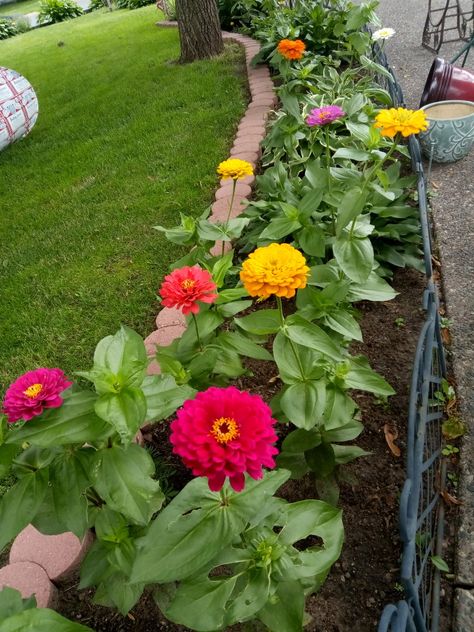 Zinnia Flower Bed Ideas, Yard Project, Garden Containers, Grandmas House, Side Yard, Flower Ideas, Landscape Ideas, Landscaping Ideas, Outdoor Gardens