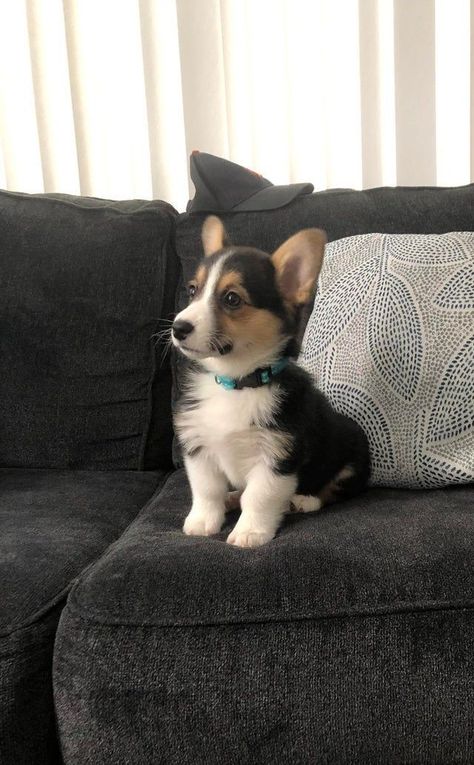 Baby Corgis, Black Corgi, Puppy Corgi, Baby Corgi, Cute Corgi Puppy, Corgi Puppies, Welsh Corgi Puppies, Ads Campaign, Cardigan Welsh Corgi