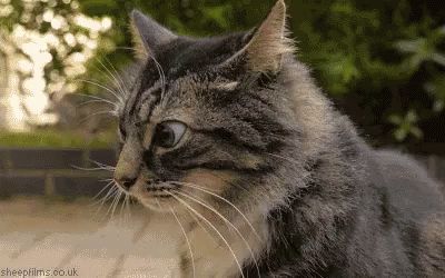 Cat Derp GIF - Crazycat Crazy - Discover & Share GIFs Eyes Gif, Confused Cat, Cat Onesie, Cat Gif, Animal Gifs, A Cat, Cool Gifs, Cats And Kittens, Cute Cats