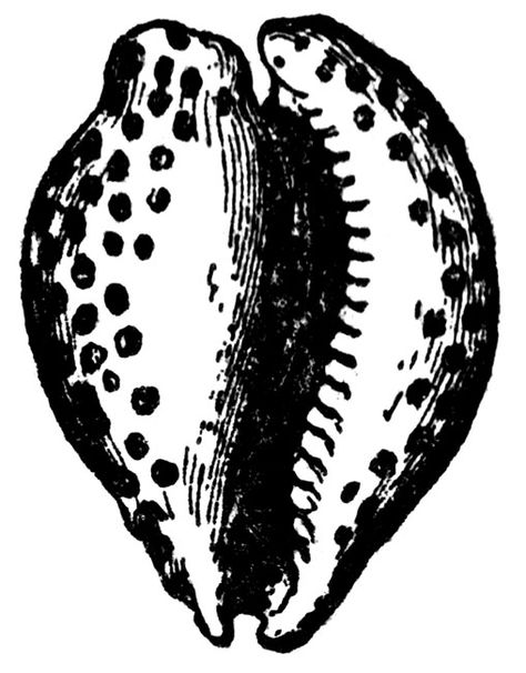 Cowrie Summer Coloring Sheets, Shell Drawing, Shell Tattoos, Cowry Shell, Human Canvas, Mountain Tattoo, Online Coloring Pages, Vintage Tattoo, Arte Popular