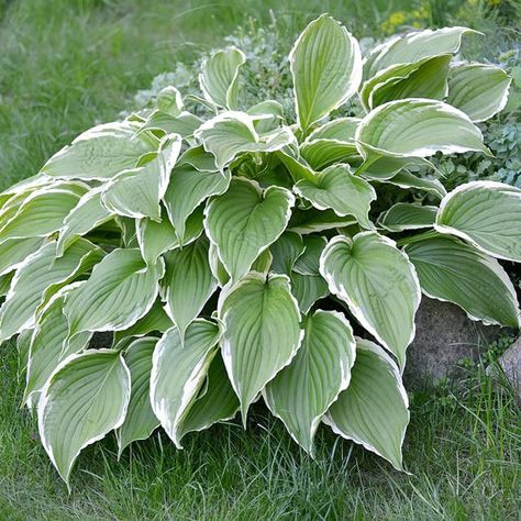 Hosta, Plantain Lily - American Meadows Hosta Francee, Variegated Hosta, Plantain Lily, Shade Loving Perennials, American Meadows, Hosta Plants, How To Attract Hummingbirds, Herbaceous Perennials, Fall Plants