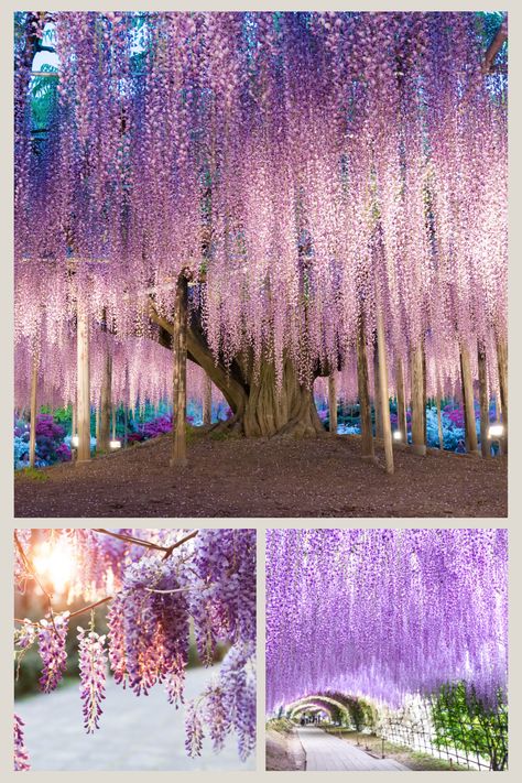 If you're looking for some inspiration for the Japanese aesthetic, check out these pictures of Wisteria trees with beautiful purple, pink, and white blooms. White Japanese Wisteria Trees, Japanese Wisteria Tree, Wisteria Trees, Wisteria Tunnel, Japanese Wisteria, Wisteria Tree, Pretty Trees, Lead Generation Marketing, Blooming Trees