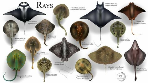 Types Of Rays, Life Reference, Eagle Ray, The Dazzling, Atlantic Canada, Aquarium Design, Aquatic Animals, Ocean Creatures, The Class