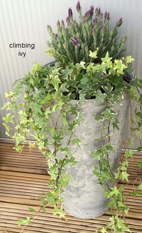 Indoor Gardening Supplies, Climbing Flowers, Growing Vines, Climbing Hydrangea, Container Garden Design, Garden Vines, Ivy Plants, Magic Garden, Trellis Plants