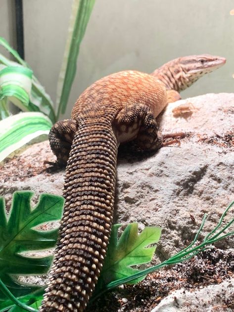 I got my first monitor lizard today! Name suggestions? #reptiles Ackie Monitor, Nile Monitor, Large Lizards, Monitor Lizard, Tropical Animals, Name Suggestions, Komodo Dragon, Animal References, Human Babies