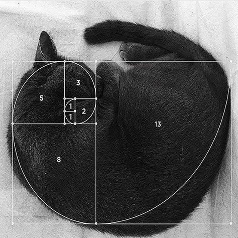 Bored Panda on Instagram: “Fibonacci Cat  via @itisartime . . . #boredpanda #art #cat #cats #animals #fibonacci” Golden Section, Golden Spiral, Fibonacci Sequence, Fibonacci Spiral, Have A Good Weekend, Golden Ratio, Nautilus, Art Graphique, Logo Design Inspiration