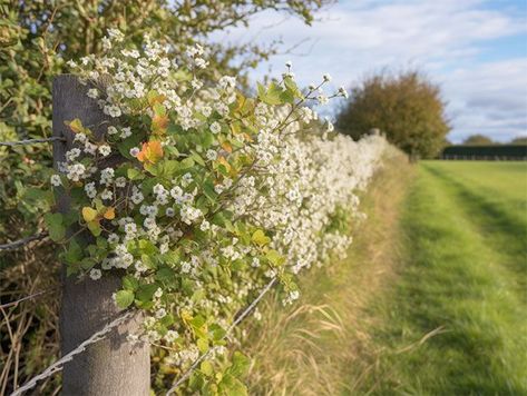 Create a beautiful natural hedgerow with our Native Hedge Plants guide. Find out which species are native to the UK, and how to plant and care for them. Hedging Plants Australia, Corokia Hedge, Beech Hedging, Hedgerow Plants, Mixed Native Hedge Uk, Privet Hedge, Plants Guide, Rose Hedge, Laurel Hedge