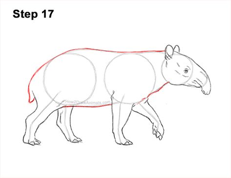 Tapir Drawing, Tapir Art, Tapir Illustration, Drawing Instructions, Jungle Art, New Drawing, How To Shade, Popular Cartoons, Animal Activities